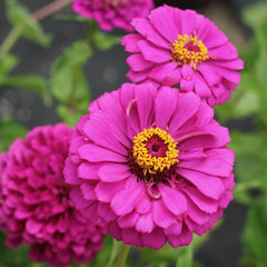 Zinnia, Giant Double Violet Queen Seeds, 900mg