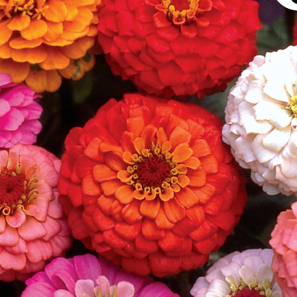 Zinnia, Giant Double Flowered Mixed Colors Seeds, 1g