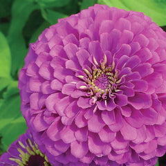 Zinnia, Giant Double Flowered Lavender Gem Seeds, 900mg