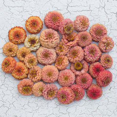 Zinnia Oklahoma Salmon