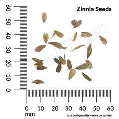 Zinnia, Giant Cactus Flowered Mixed Colors Seeds, 900mg