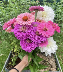 50 Mixed Zinnia Seeds – Multi-Color Double Blooms, Easy Annual for Summer Garden
