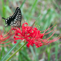 Trio Red Lycoris Spider Lilies Bulbs Radiata Hurricane Lily Cluster Amayllis Growing Bonsai Roots Rhizomes Corms Tubers Potted Planting Reblooming Fragrant Garden Species Blooms Flower Seeds Plant Gardening