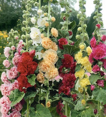 100pcs Double Hollyhock Seeds ‘Radiant Rose’ - Mixed Colors, Non-GMO Heirloom, Hardy Biennial for Vibrant & Tall Blooms