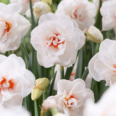 Strawberries & Cream Daffodil Collection