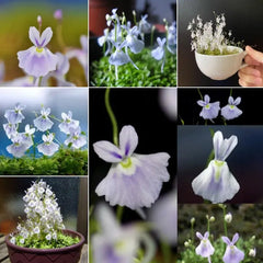 Utricularia sandersonii Seeds