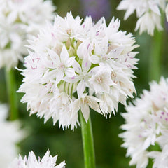 Shades of Allium Bulb Collection