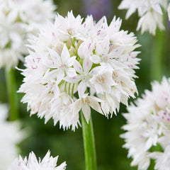 Spring Romance Bulb Collection