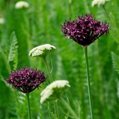 Plum Perfect Bulb Collection