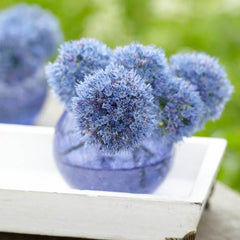 Blue Allium caeruleum