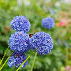 Blue Allium caeruleum
