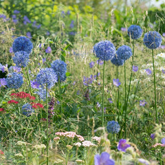 Allium caesium
