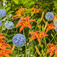 Allium caesium