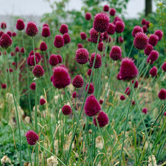 Drumstick Allium