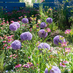 Globemaster Allium