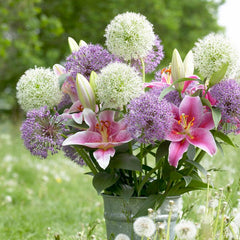 Mount Everest Allium