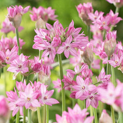 Allium oreophilum