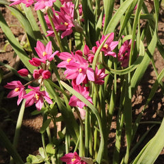 Allium oreophilum