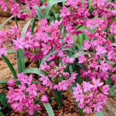 Allium oreophilum