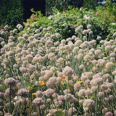 Ping Pong Allium