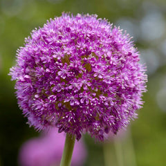 Spring Parade Bulb Collection
