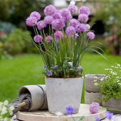 Little Puffs Allium Bulb Collection