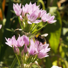 Allium unifolium