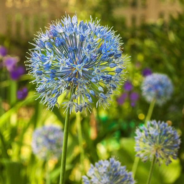 Allium caesium