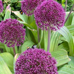Ostara Allium
