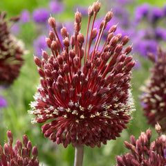 Red Mohican Allium