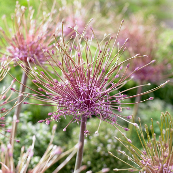 Allium schubertii