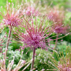 Artful Accents Allium Bulb Collection
