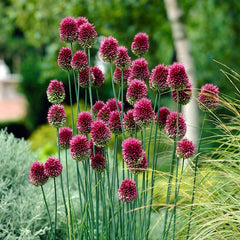 Shades of Allium Bulb Collection