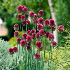 Plum Perfect Bulb Collection