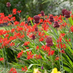 Red Mohican Allium