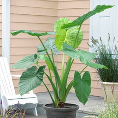 Rainforest Retreat Bulb Collection