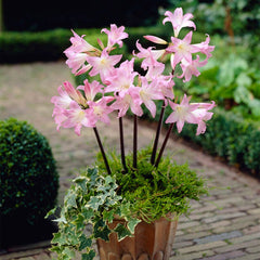 Belladonna Lily