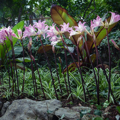 Belladonna Lily