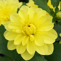Dahlia Days Limited Collection