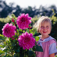 Thomas Edison Dinner Plate Dahlia