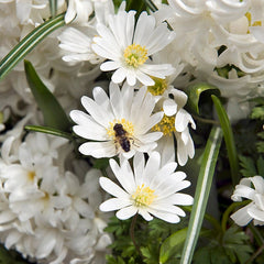 White Splendour Anemone