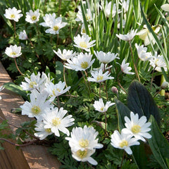 White Splendour Anemone