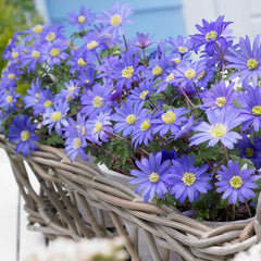 Blue Shades Anemone