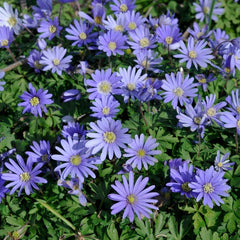 Hardy Shade Flower Bulb Collection