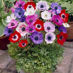Anemone De Caen Mix
