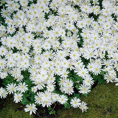 White Splendour Anemone