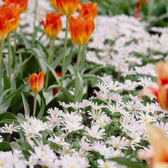 White Splendour Anemone