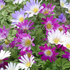 Anemone blanda Mix