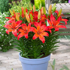 Matrix Asiatic Lily Bulbs