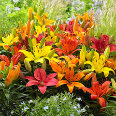 Asiatic Lily Mix